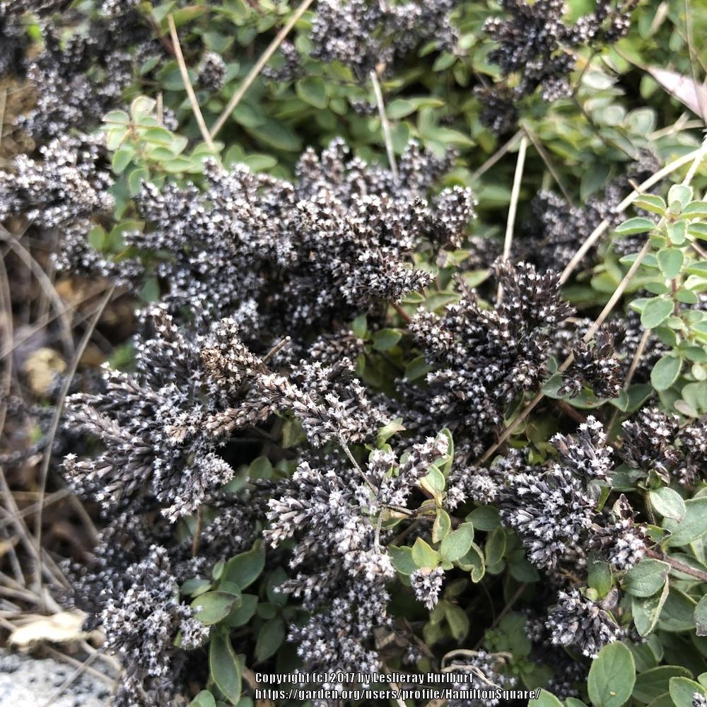 Ornamental Oregano (Origanum vulgare 'Betty Rollins') in the Oreganos
