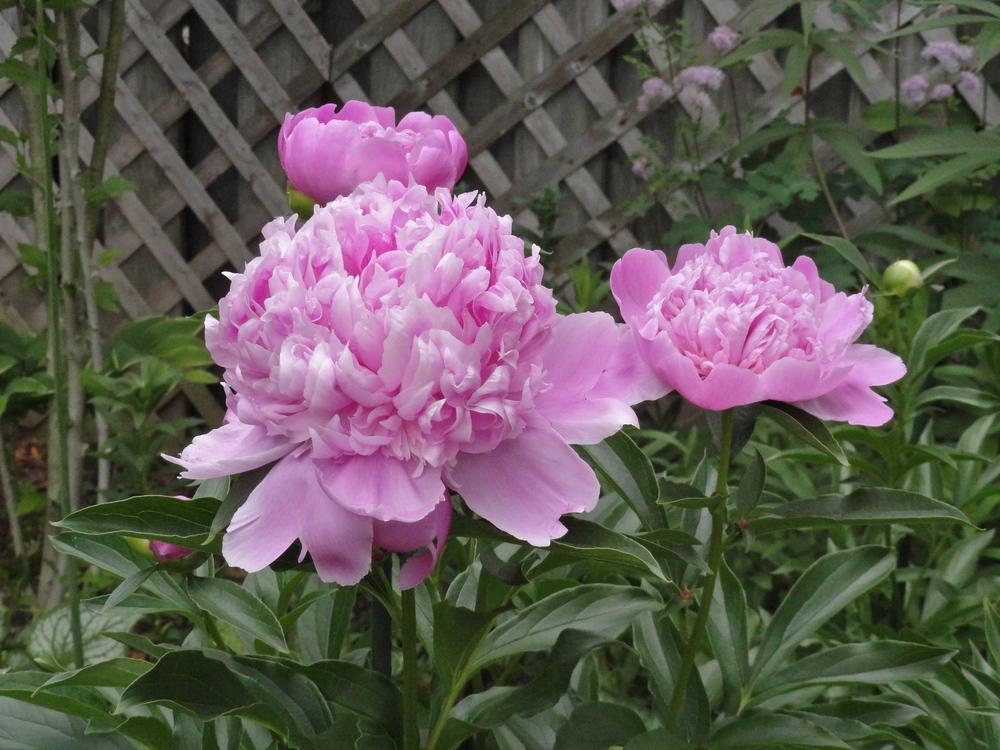 Peony (Paeonia lactiflora 'Monsieur Jules Elie') in the Peonies