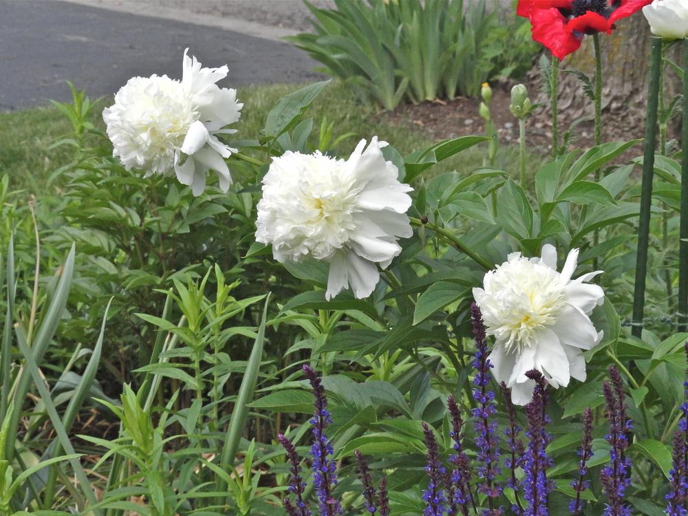 Peony Identification in the Peonies forum