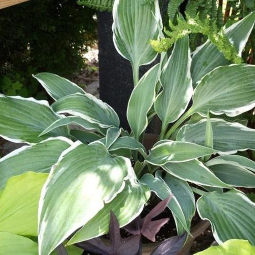 Hosta Skies' in the Hostas Database