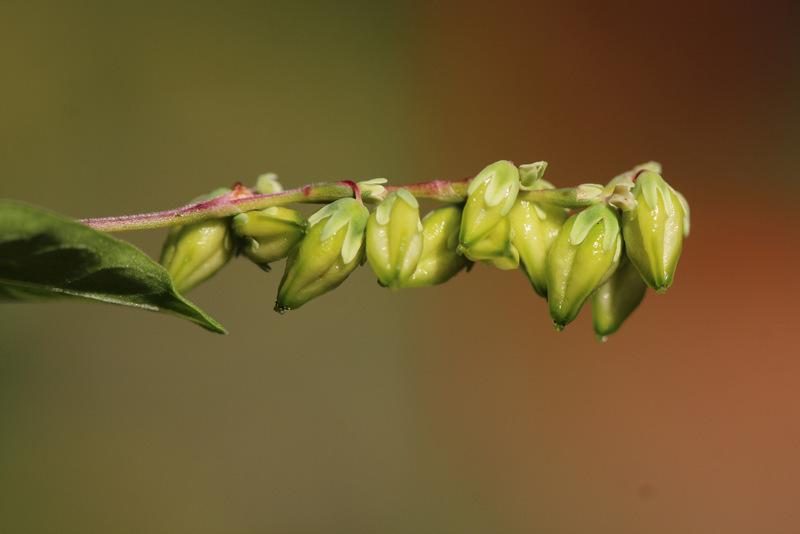 Green Buckwheat (Fagopyrum tataricum)