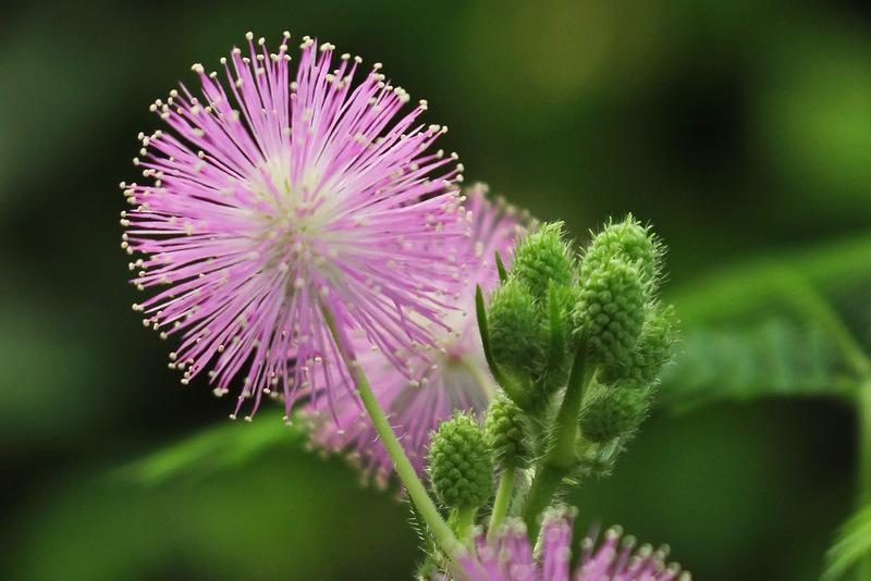 Sensitive Plant (Mimosa pudica)