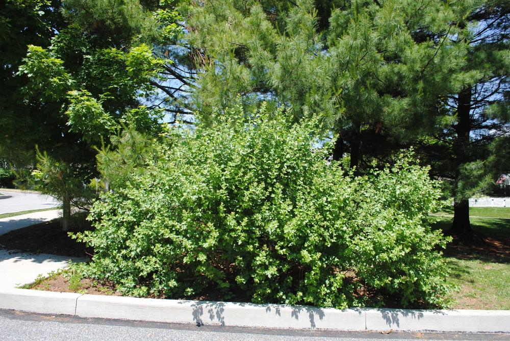 Photo of the entire plant of Fragrant Sumac (Rhus aromatica) posted by