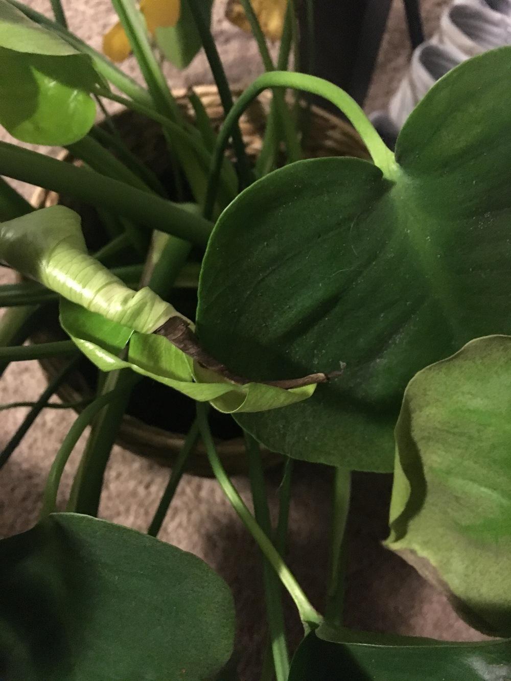 Help save my dying monstera! in the Ask a Question forum