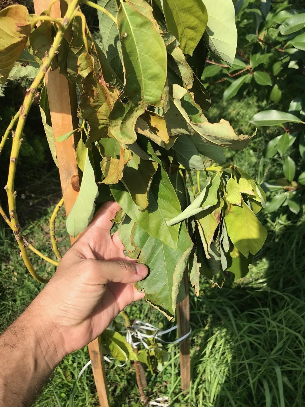 Avocado tree dying. Help! in the Ask a Question forum