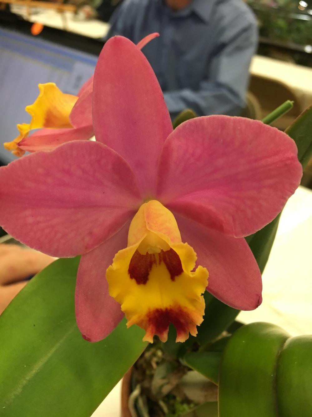 Orchid (Cattleya Crystelle Smith) - Garden.org