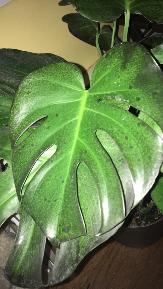 Damage on Swiss cheese plant?? in the Houseplants forum