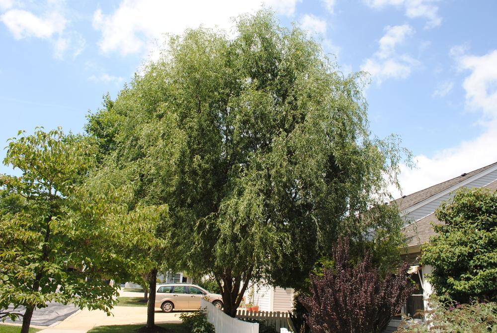 Photo of the entire plant of Corkscrew Willow (Salix babylonica var