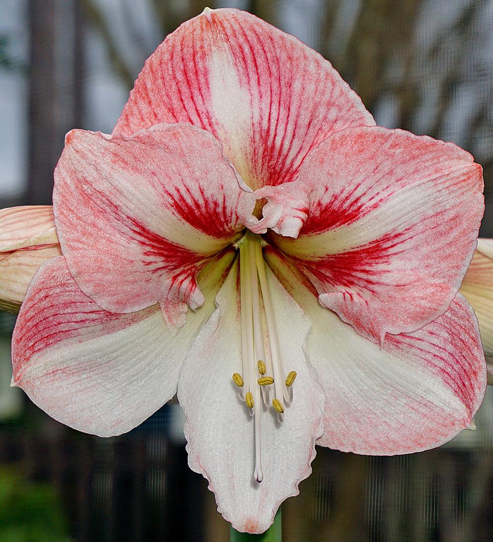 Amaryllis (Hippeastrum 'Winter Delight') in the Amaryllis Database
