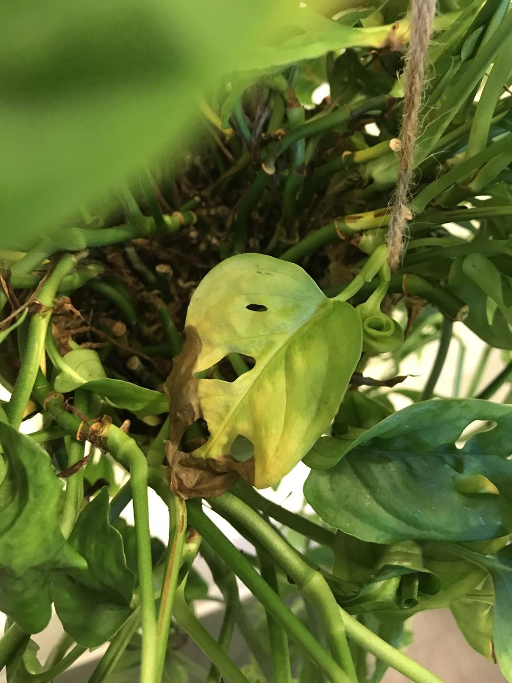 Ask A Question Forum Yellow Leaves Monstera Obliqua Garden Org