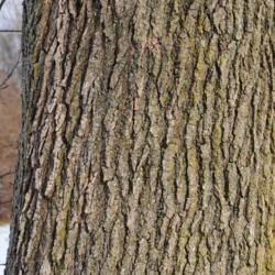 Location: Downingtown, Pennsylvania
Date: 2010-01-08
trunk and bark