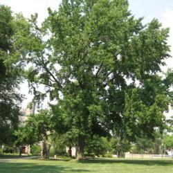 Location: West Chester University in southeast PA
Date: 2008-07-29
full-grown tree in summer
