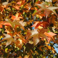 Location: Downingtown, Pennsylvania
Date: 2010-11-02
leaves getting fall color