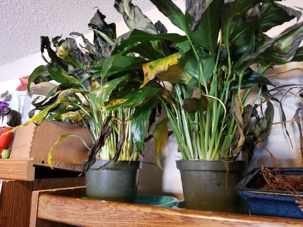 Drooping and cold damaged peace lilies in the Houseplants forum