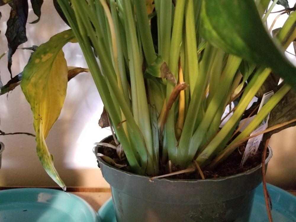 Drooping and cold damaged peace lilies in the Houseplants forum