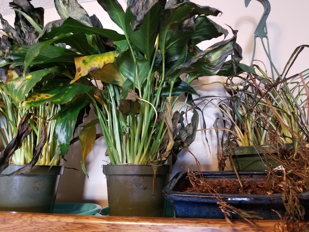 Drooping and cold damaged peace lilies in the Houseplants forum