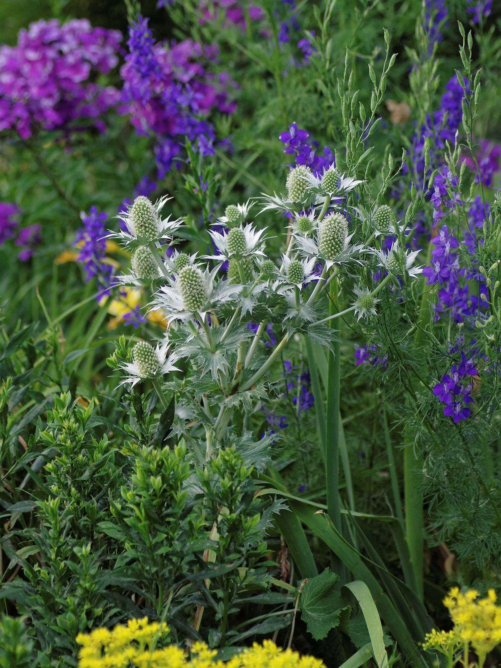 Eryngium giganteum 'Silver Ghost'