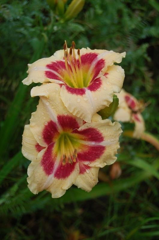 Daylily (Hemerocallis 'Broken Heart') in the Daylilies Database
