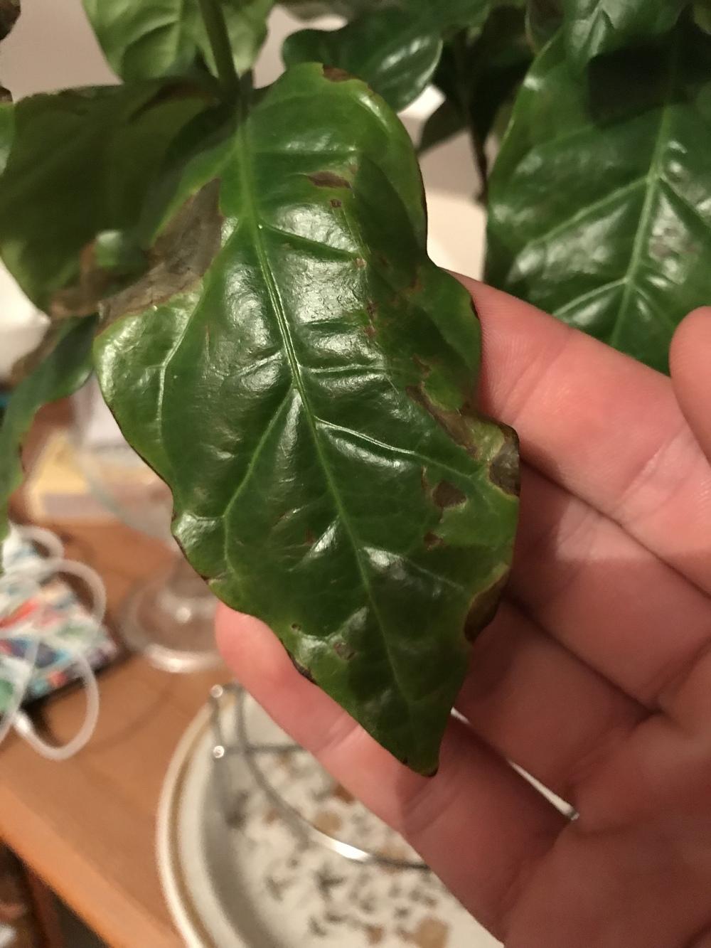 Brown leaves coffee arabica in the Houseplants forum
