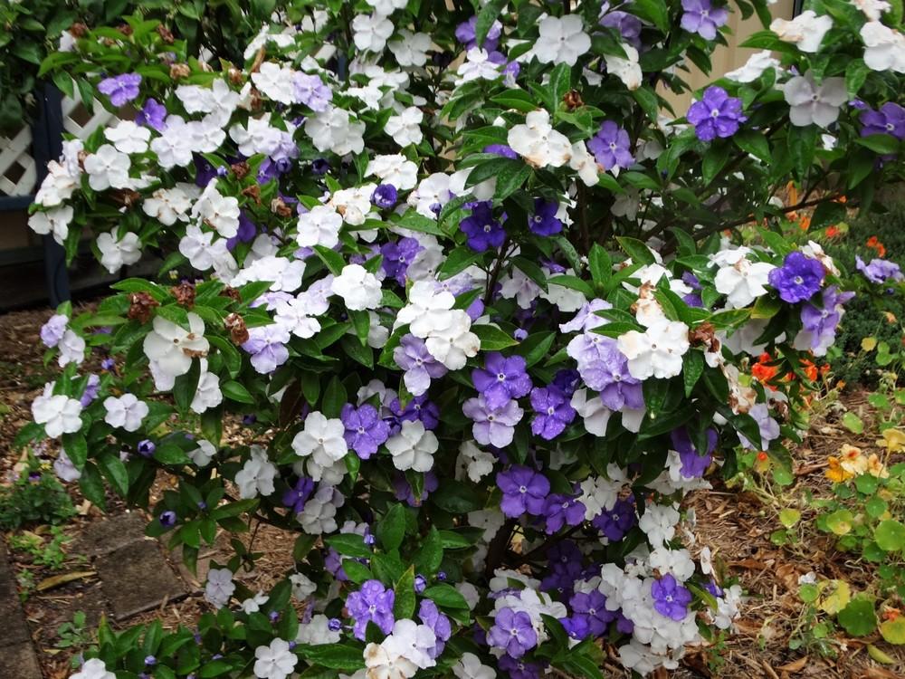 Yesterday, Today and Tomorrow (Brunfelsia latifolia) - Garden.org
