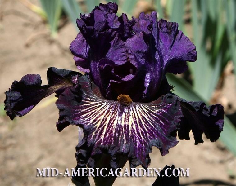 Photo of the bloom of Tall Bearded Iris (Iris 'Cat Tales') posted by