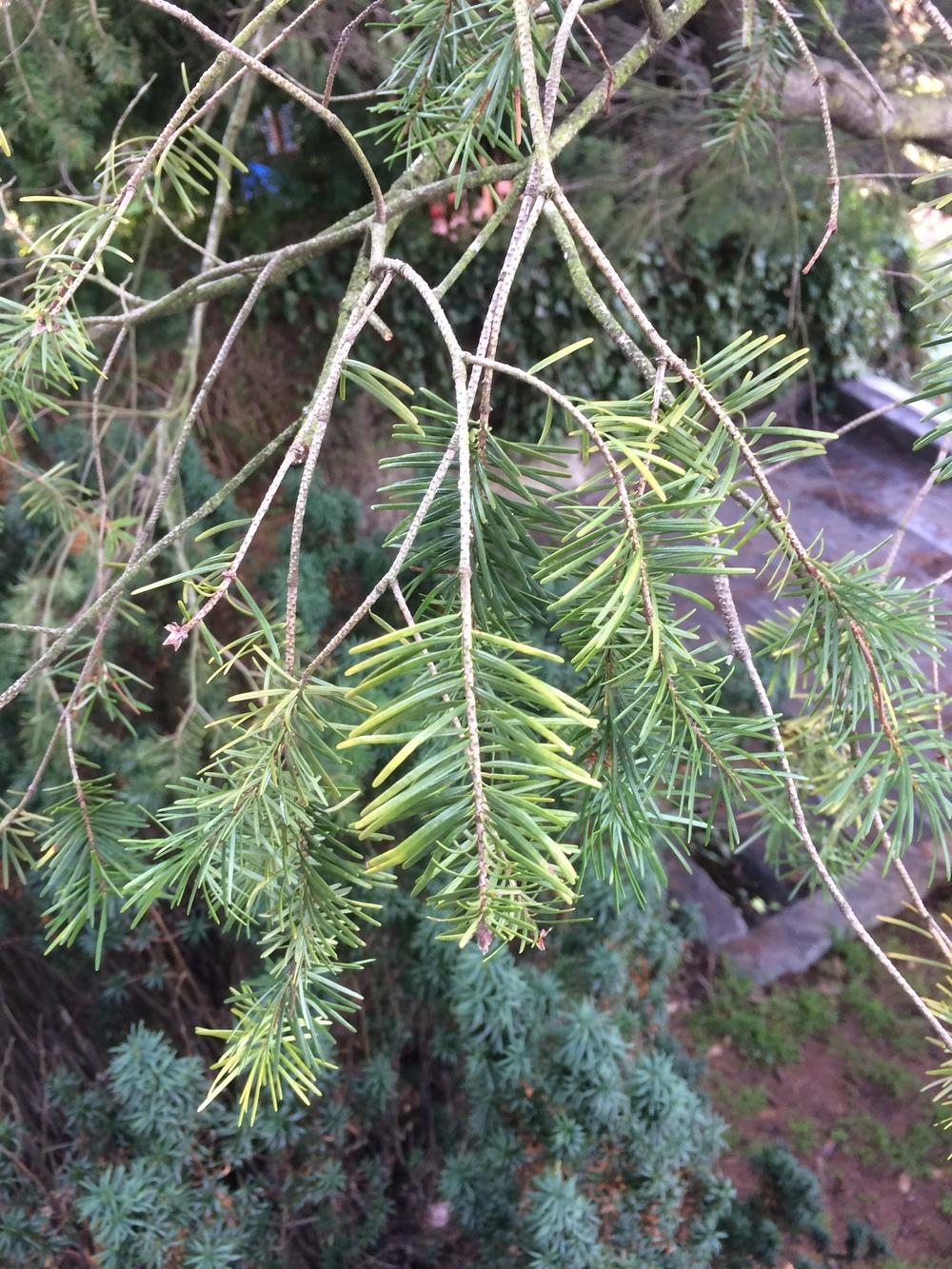 Tree in Northern California in the Plant ID forum
