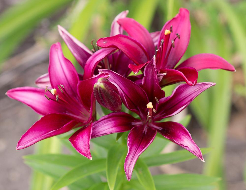 Lily (Lilium Lily Looks™ Tiny Ghost) in the Lilies Database