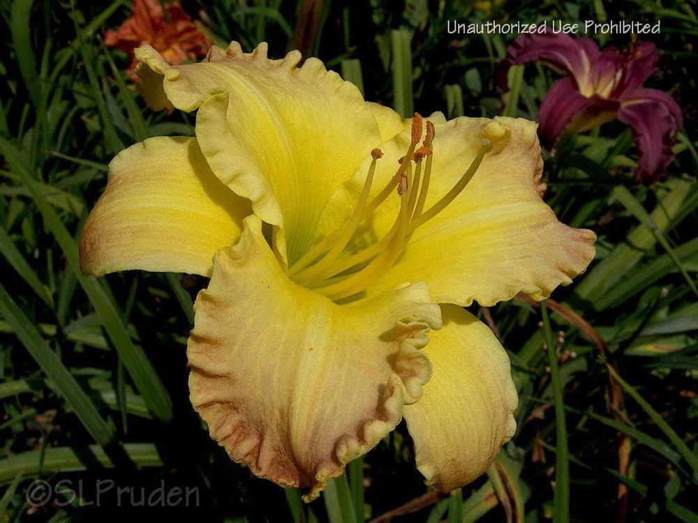 Daylily (Hemerocallis 'Sweet Potatoes') in the Daylilies Database