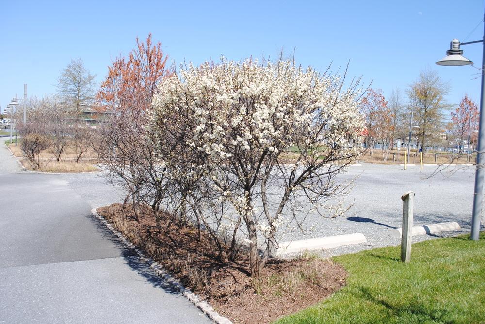 Plums Plant Care and Collection of Varieties