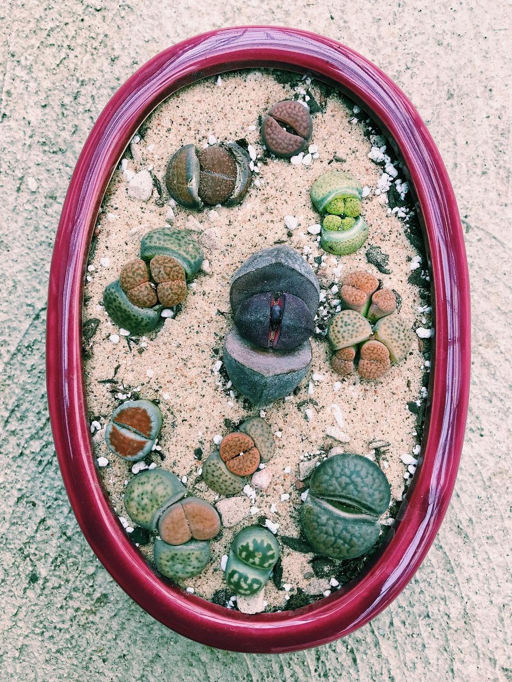 Lithops Types Lithops Types Identification? in the Cactus and Succulents forum ...