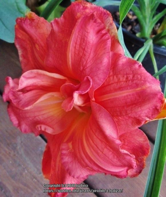 Daylily (Hemerocallis 'Deliciously Red') in the Daylilies Database