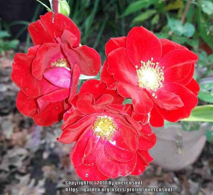 Rose (Rosa 'Alain') in the Roses Database