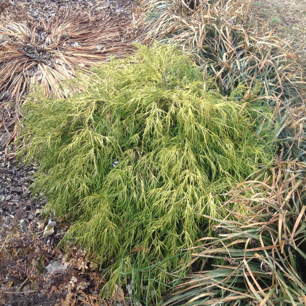 Photo of the winter interest of Sawara Cypress (Chamaecyparis pisifera