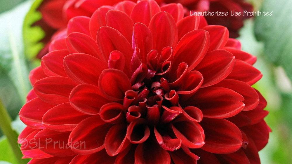 Dahlia 'Tommy's Pride' in the Dahlias Database