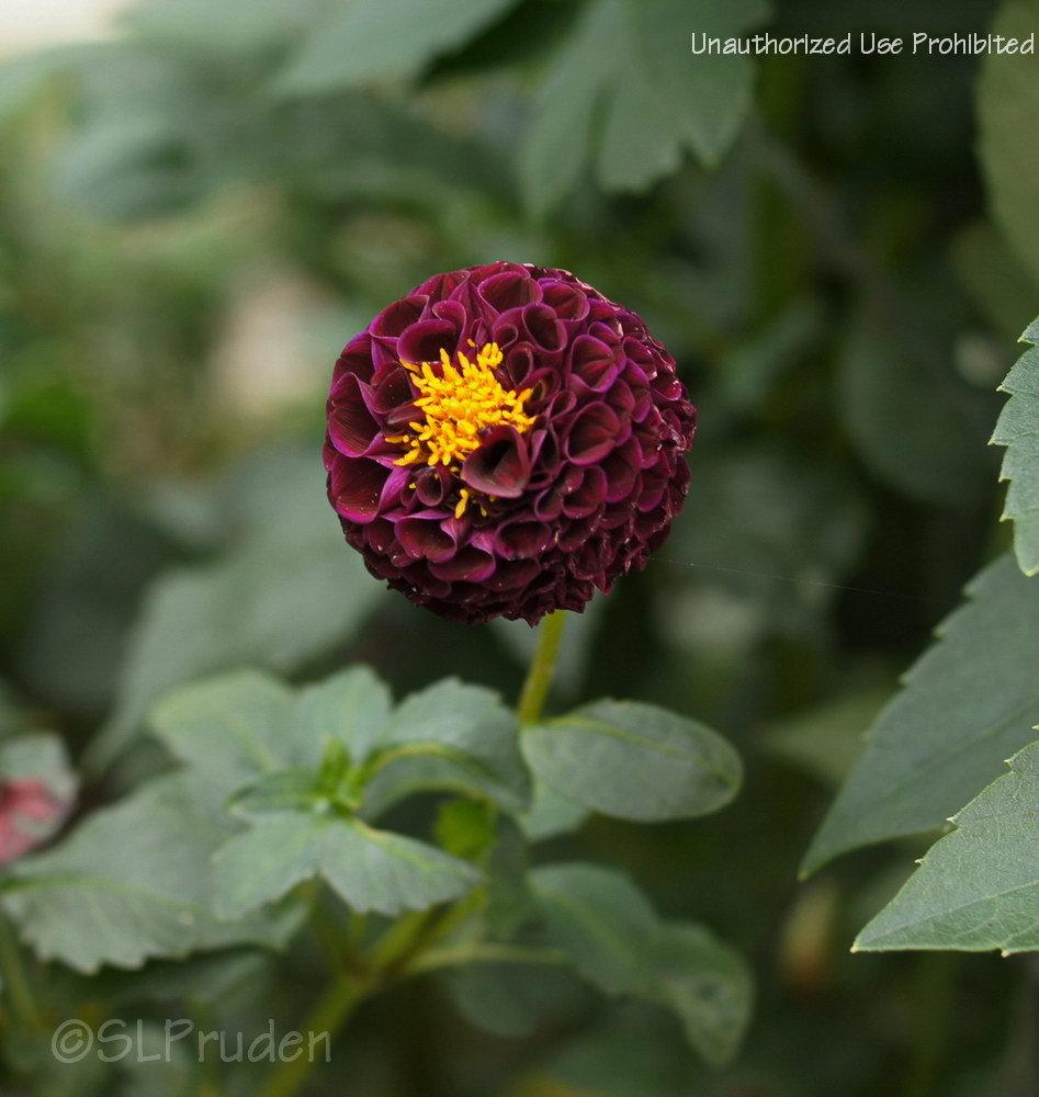 Photo of the bloom of Dahlia 'Pride Of Place' posted by DaylilySLP