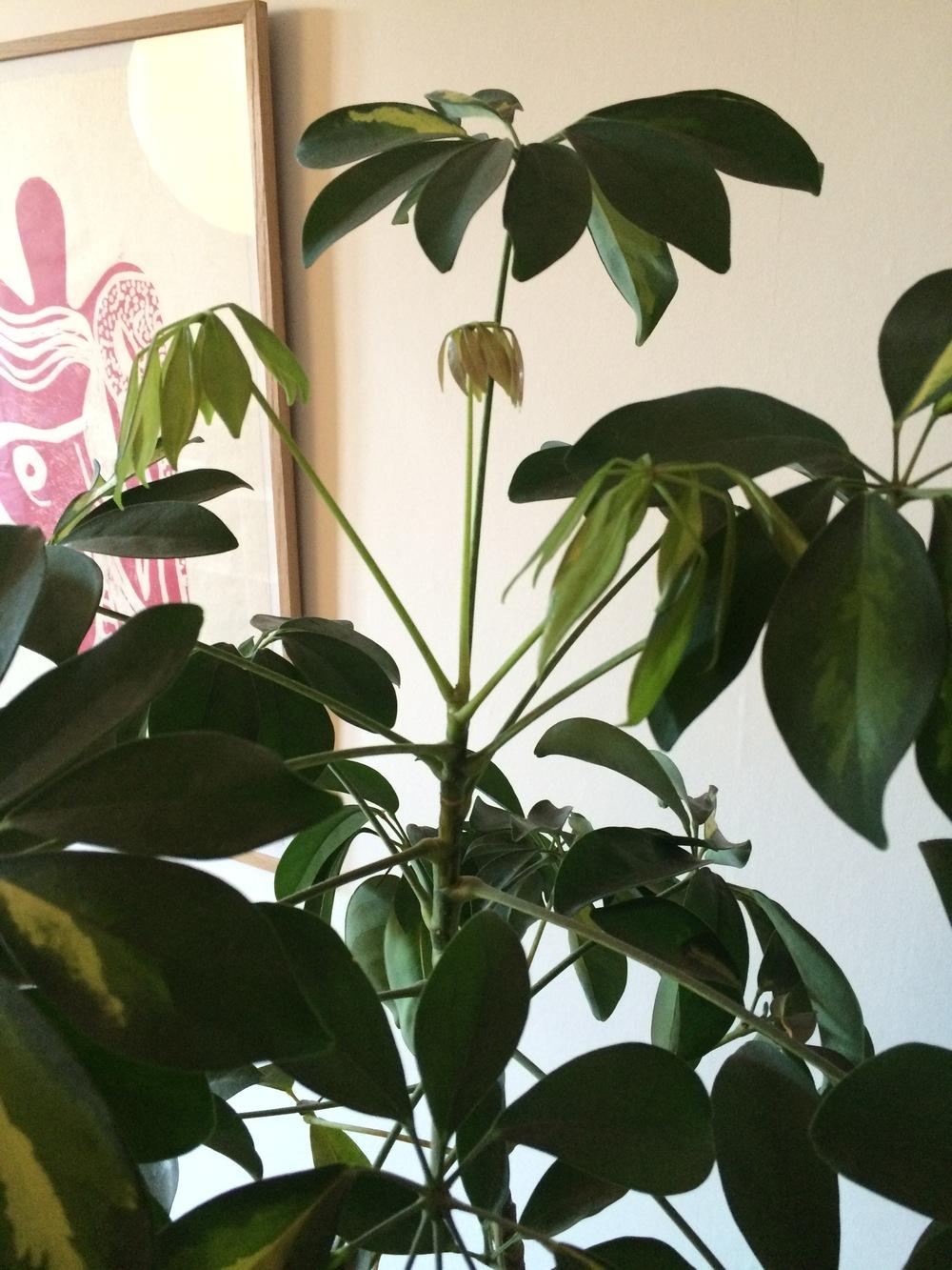 Ask A Question Forum Umbrella Schefflera Leaves Changing Falling Off Garden Org