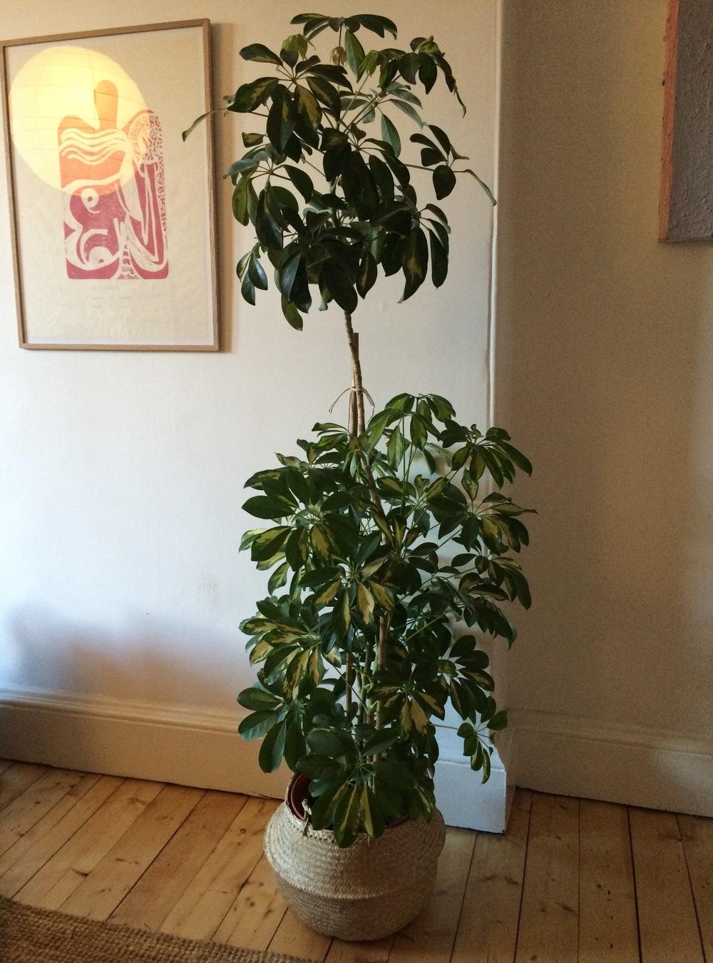 Ask A Question Forum Umbrella Schefflera Leaves Changing Falling Off Garden Org