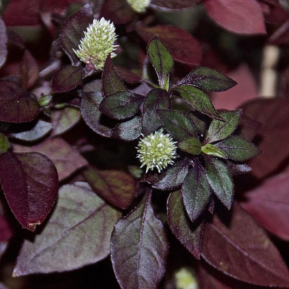Joseph's Coat (Alternanthera dentata Little Ruby™) - Garden.org