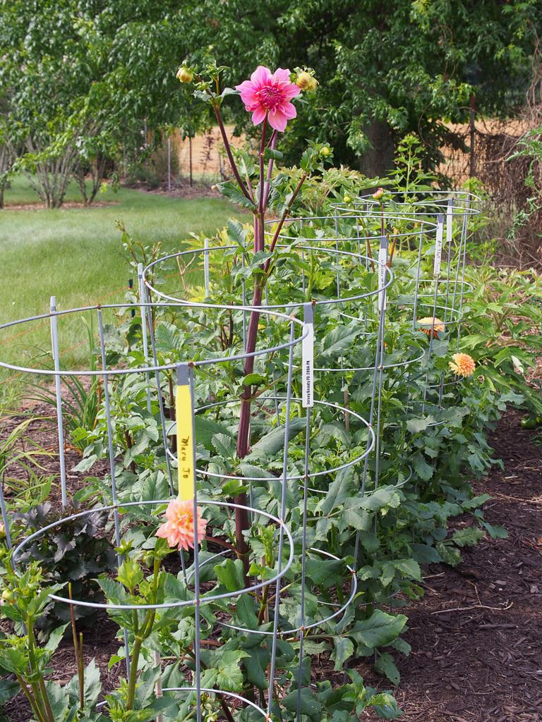 Need help with gifted dahlia in the Dahlias forum