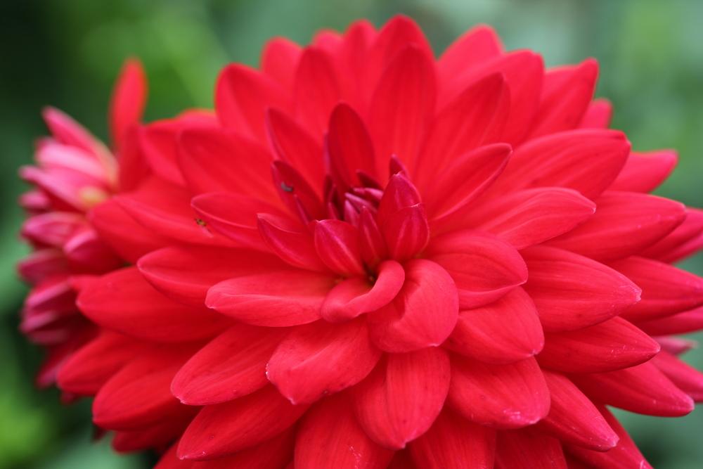 Photo of the bloom of Dahlia ‘Taratahi Ruby’ posted by Lucichar
