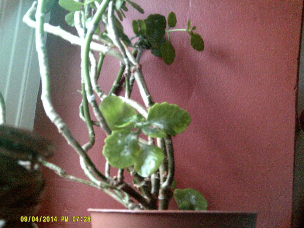 kalanchoe with white powdery mildew in the Houseplants forum