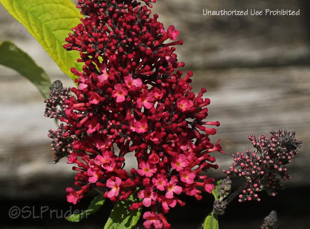 Butterfly Bush (Buddleja davidii Monarch® Prince Charming) in the