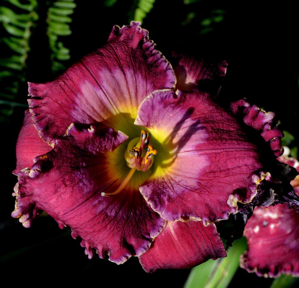 Daylily (Hemerocallis 'Pirate King') in the Daylilies Database
