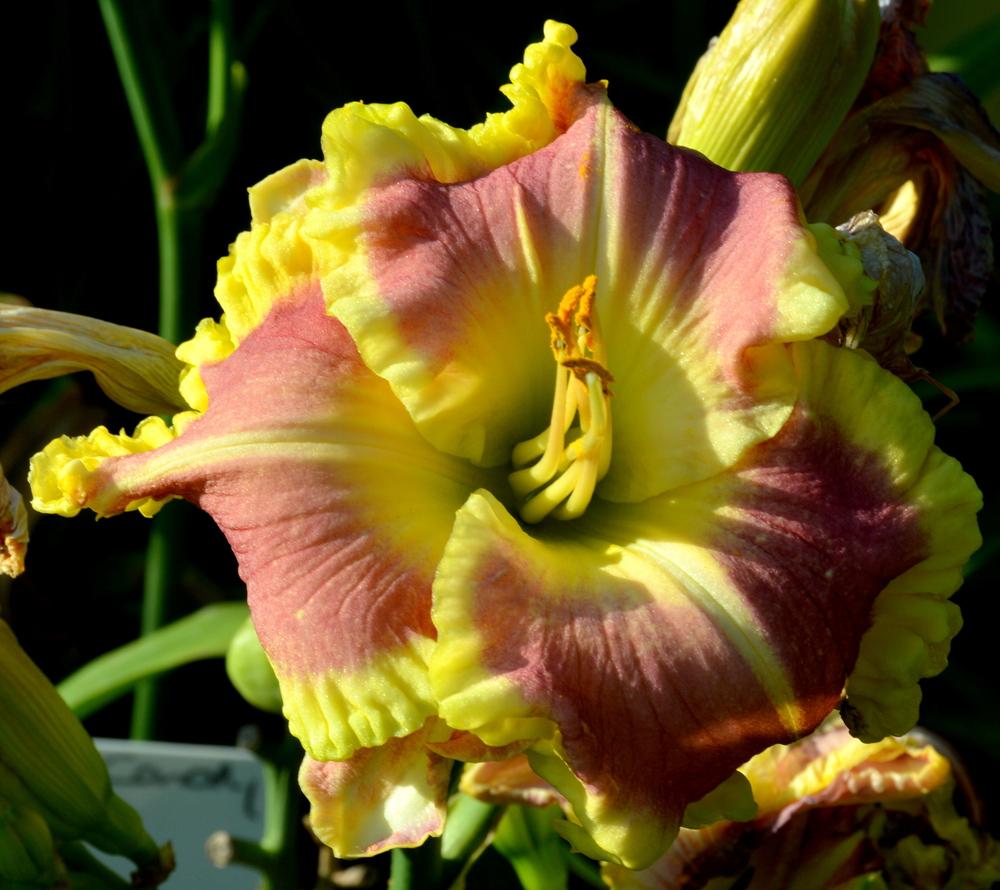 Photo of the bloom of Daylily (Hemerocallis 'Sweet Cotton Candy