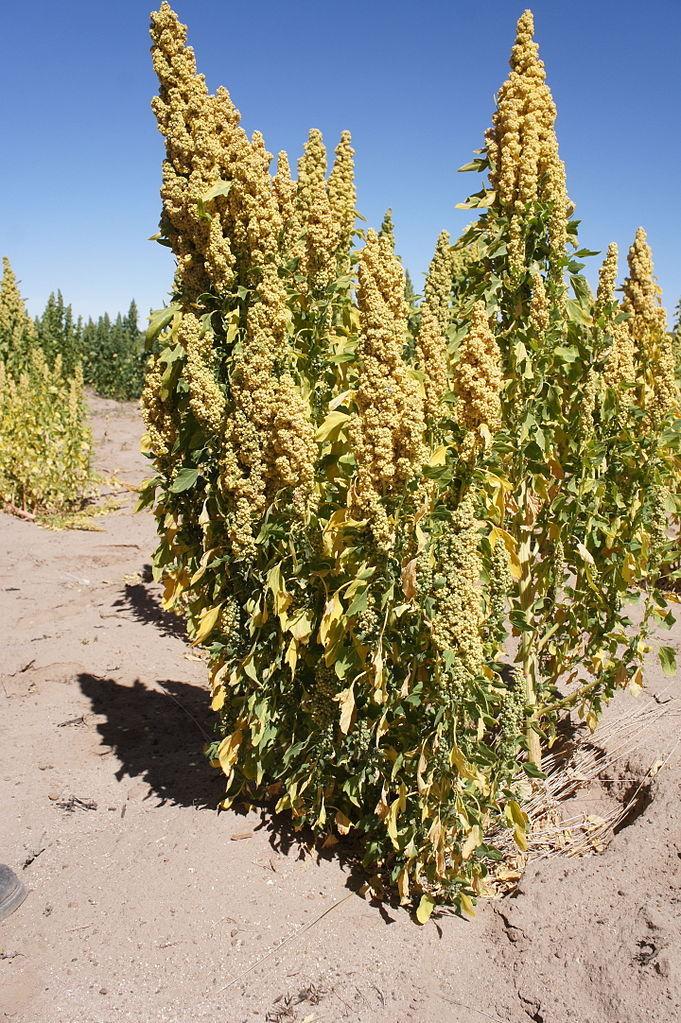 Quinoa (Chenopodium quinoa)