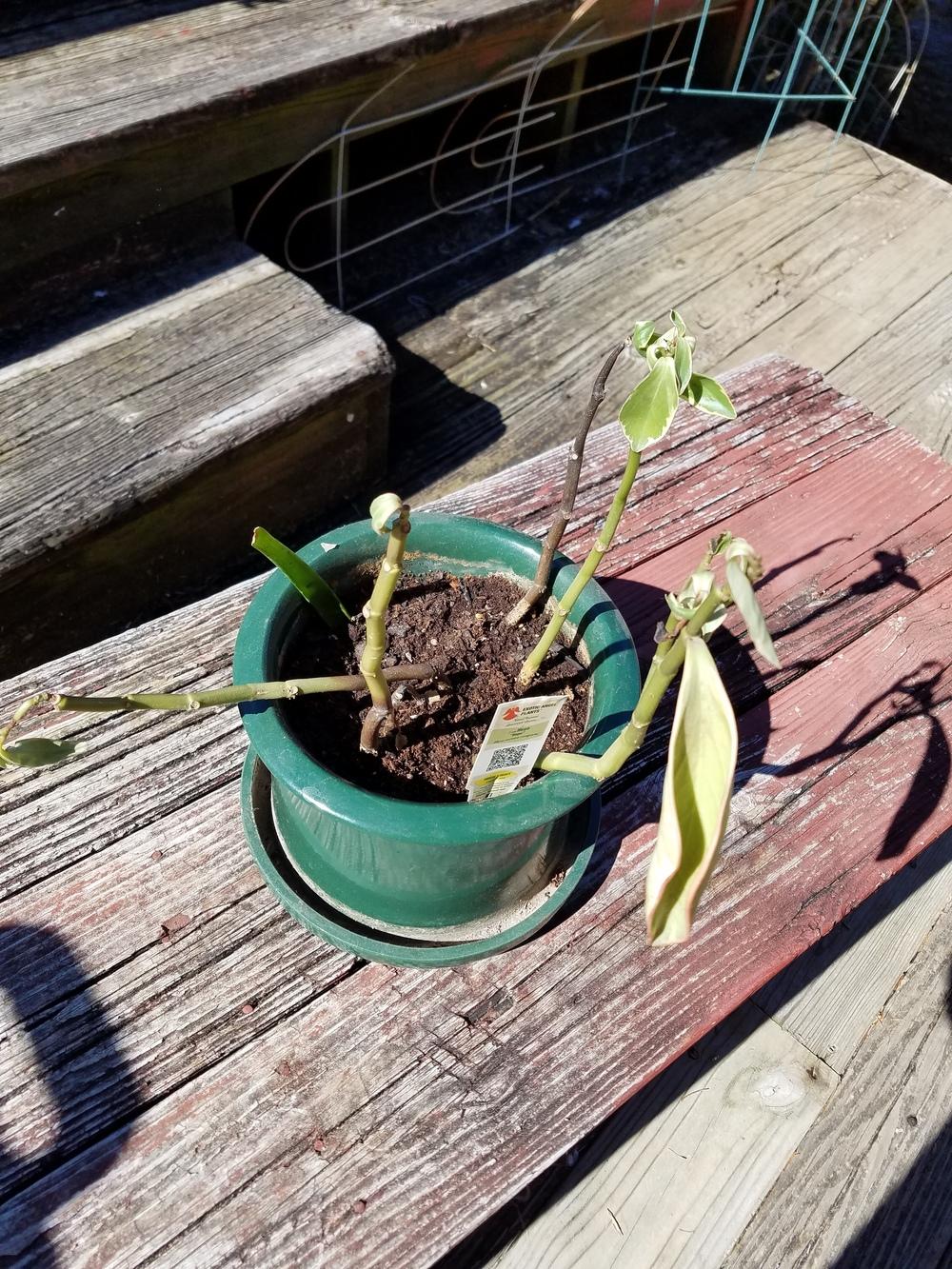 Dying ?rope hoya in the Ask a Question forum