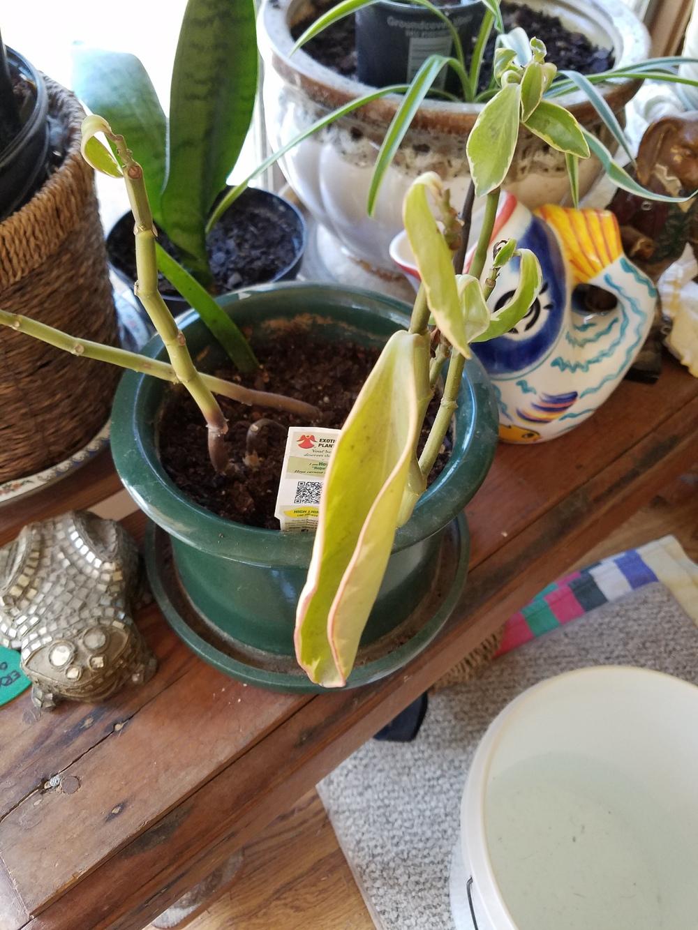 Dying ?rope hoya in the Ask a Question forum