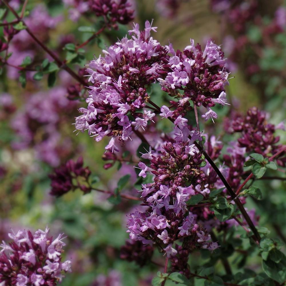 Photo of the bloom of Ornamental Oregano (Origanum 'Rotkugel') posted