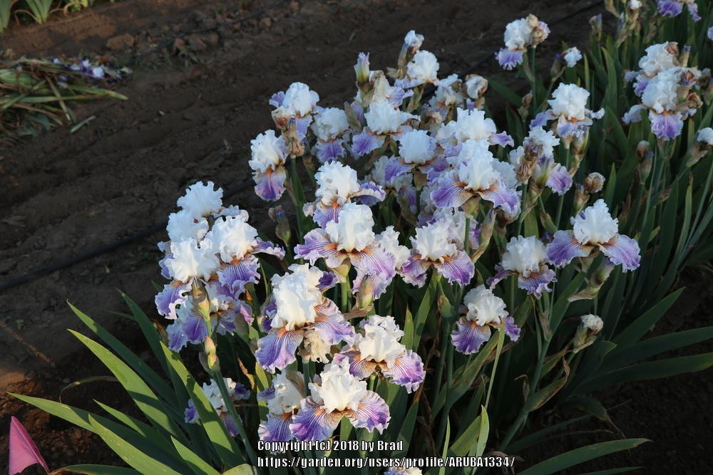 Photo of the bloom of Tall Bearded Iris (Iris 'Hope Springs Eternal
