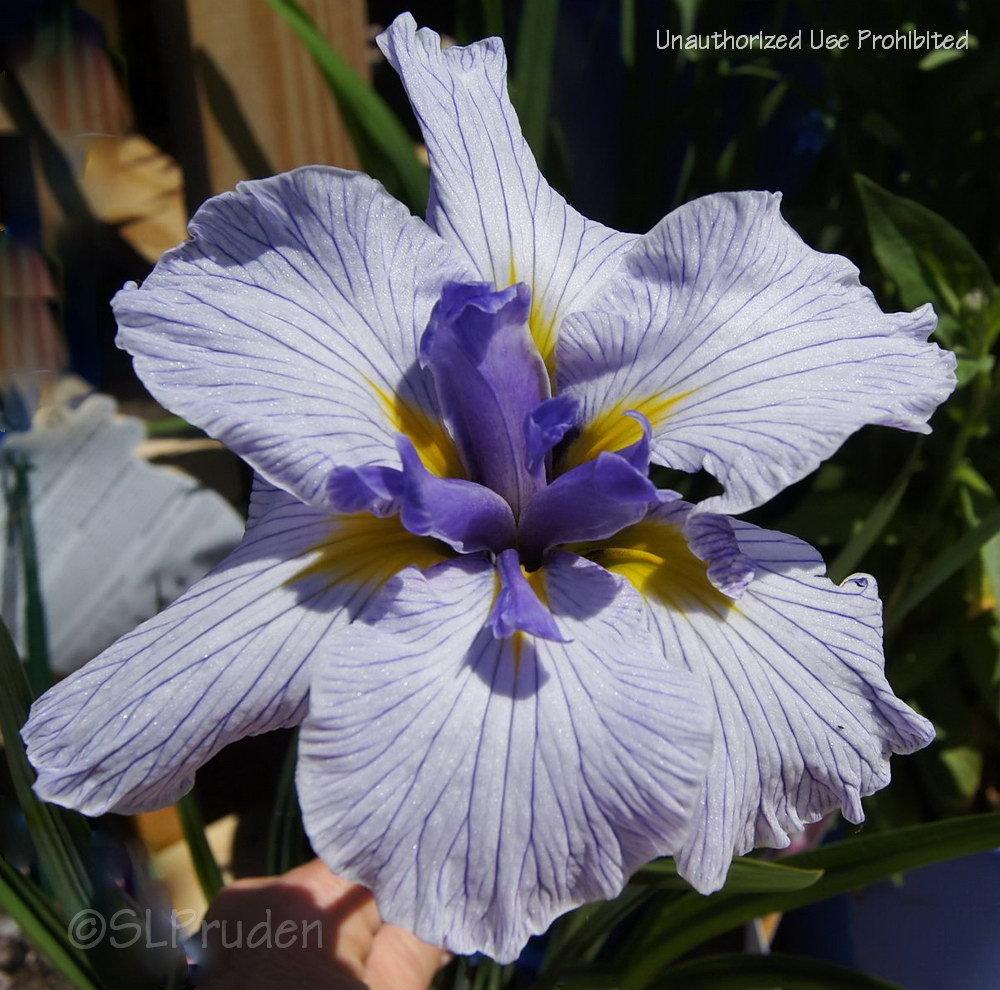Japanese Iris (Iris ensata 'Flying Tiger') in the Irises Database